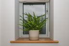 Oak Window Sills - 32mm Thick