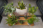 Oak Plant Stand